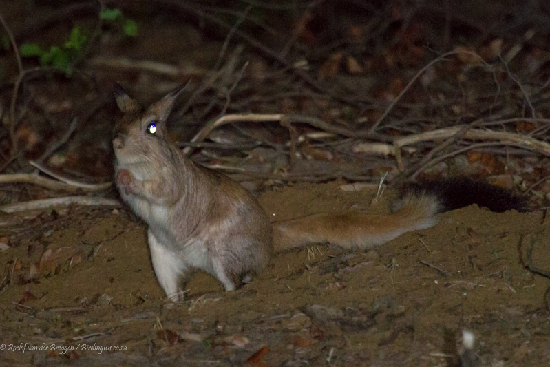 Image of Springhares