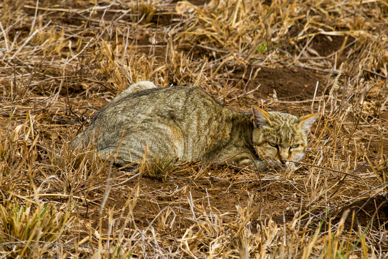 Image of wild cat