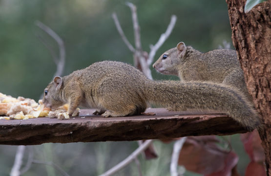 Image of Smith's Bush Squirrel