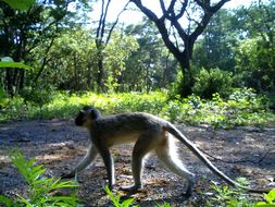 Image of Vervet Monkey