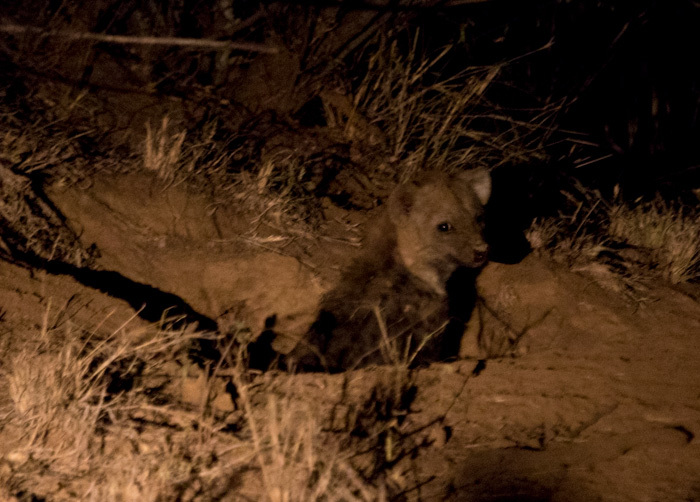 Image of Spotted Hyaenas