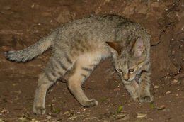 Image of wild cat