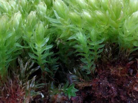 Image of horn calcareous moss