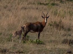 Image of Blesbok