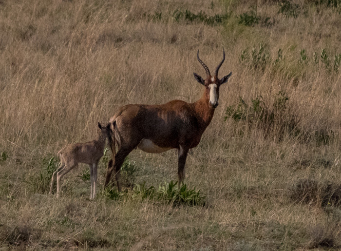 Image of Blesbok