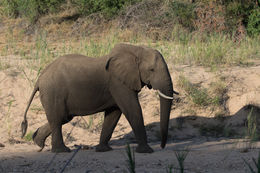 Image of African bush elephant