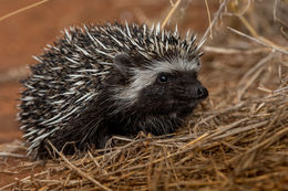 Image of South African Hedgehog