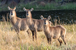 Image of Ellipsen Waterbuck