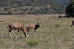 Image of Blesbok