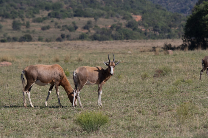 Image of Blesbok