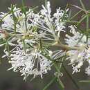 Imagem de Grevillea biternata Meissn.