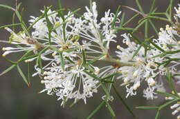 Imagem de Grevillea biternata Meissn.