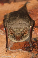 Image of Mauritian Tomb Bat