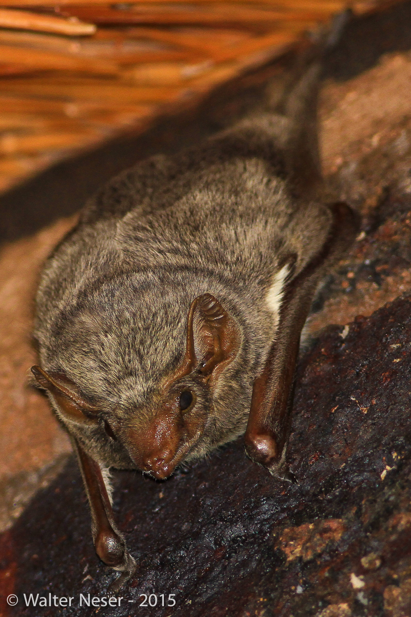 Image of Mauritian Tomb Bat