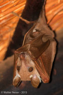 Image of Epauletted Fruit Bats