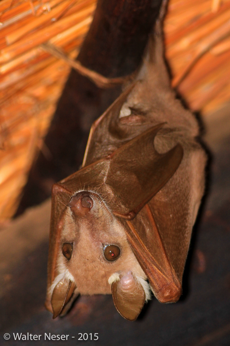 Image of Epauletted Fruit Bats