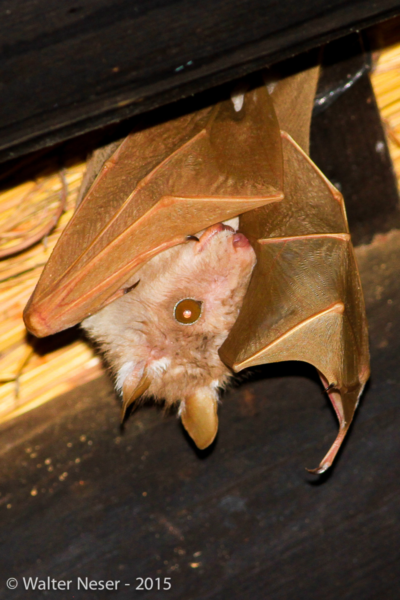 Image of Epauletted Fruit Bats