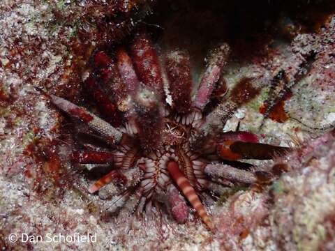 Image of slate pencil urchin