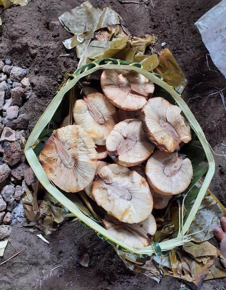 Image de Arbre à pain