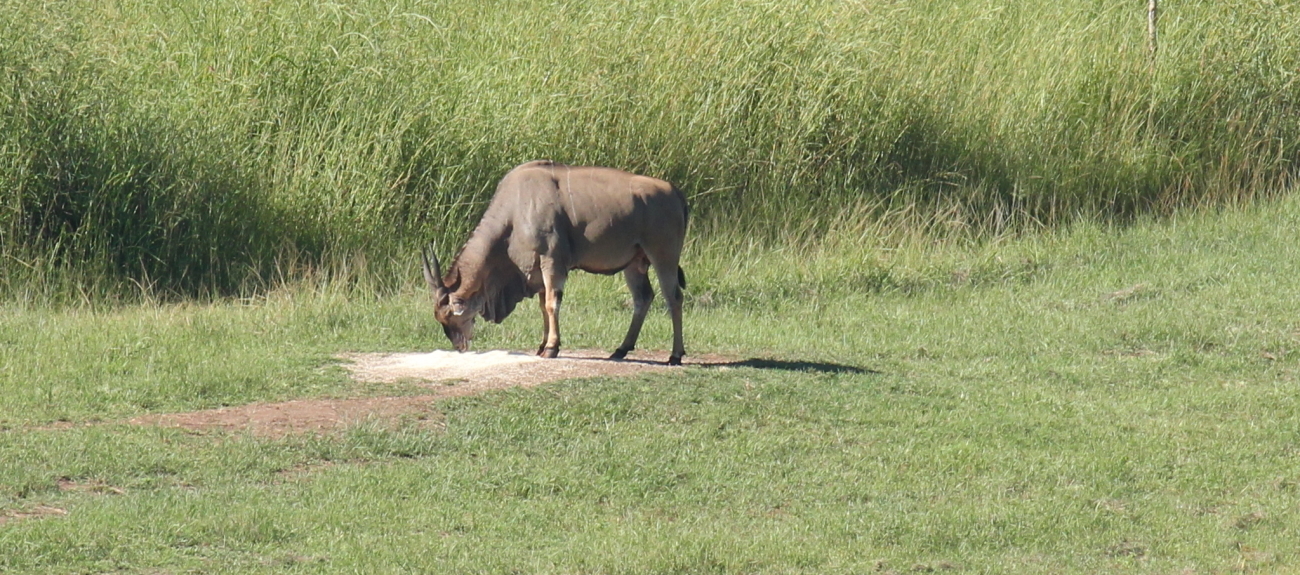 Image of Eland