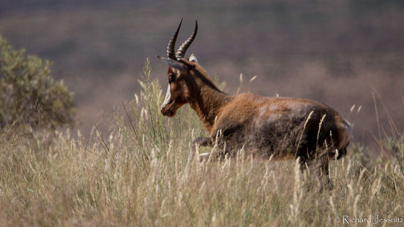 Image of Blesbok