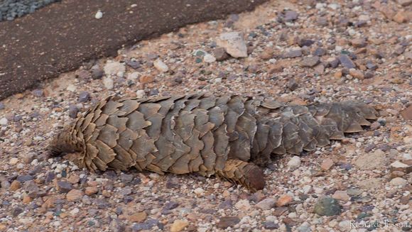 Image of Ground Pangolin -- Pangolin