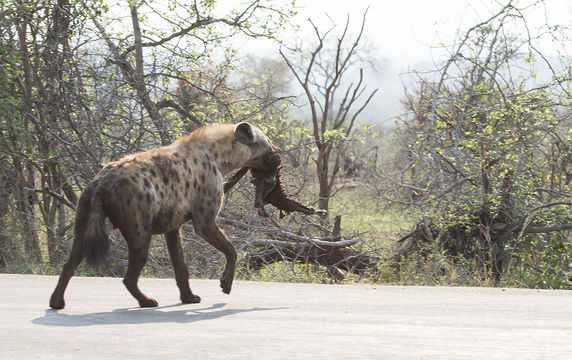 Image of Spotted Hyaenas