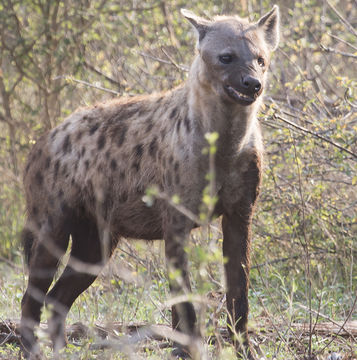 Image of Spotted Hyaenas