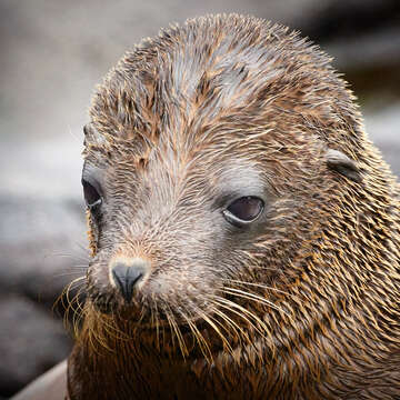 Image de Otarie des Galapagos