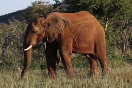 Image of African bush elephant