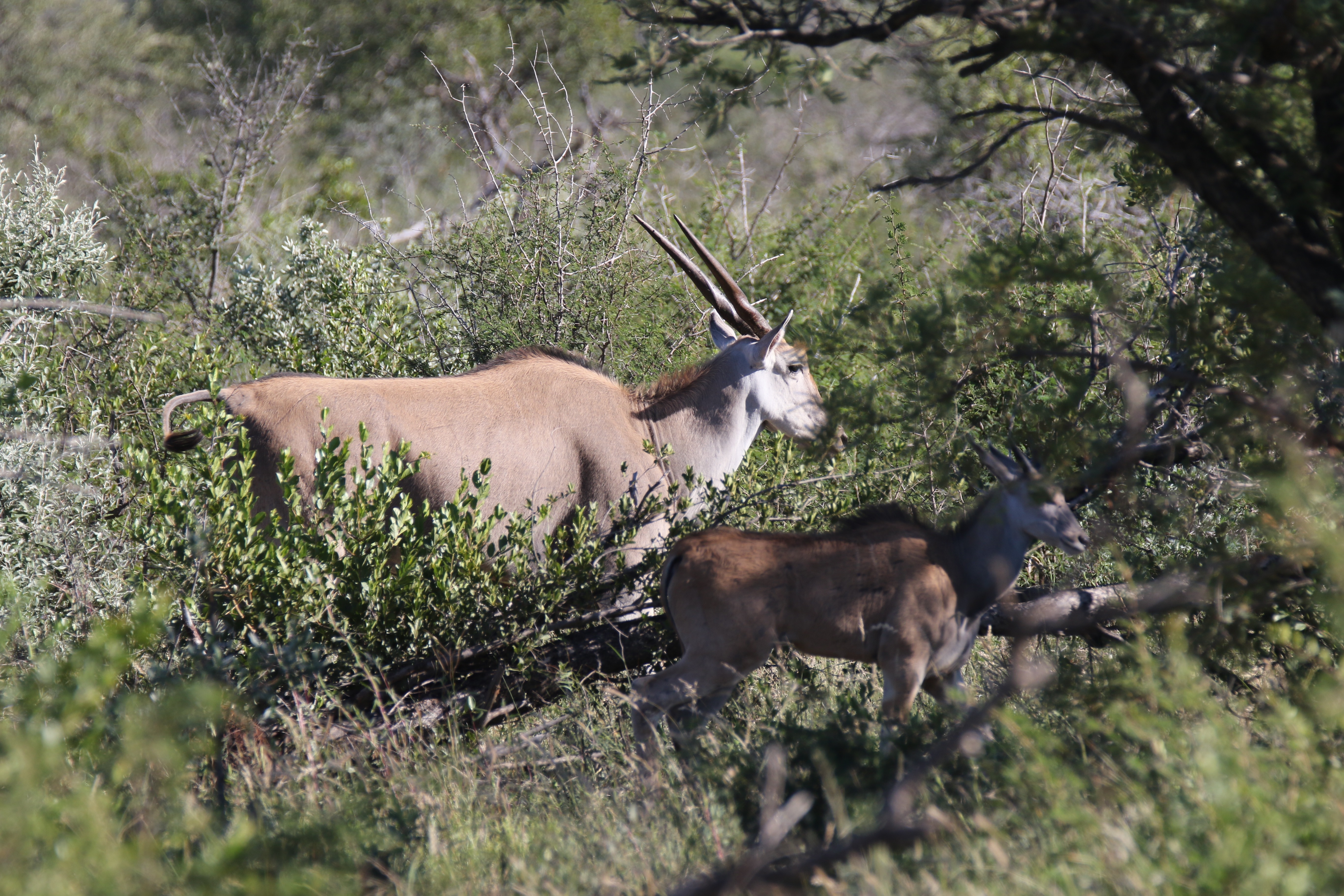 Image of Eland