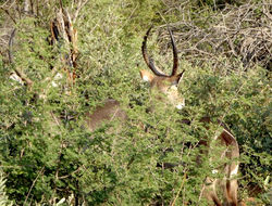 Image of Ellipsen Waterbuck