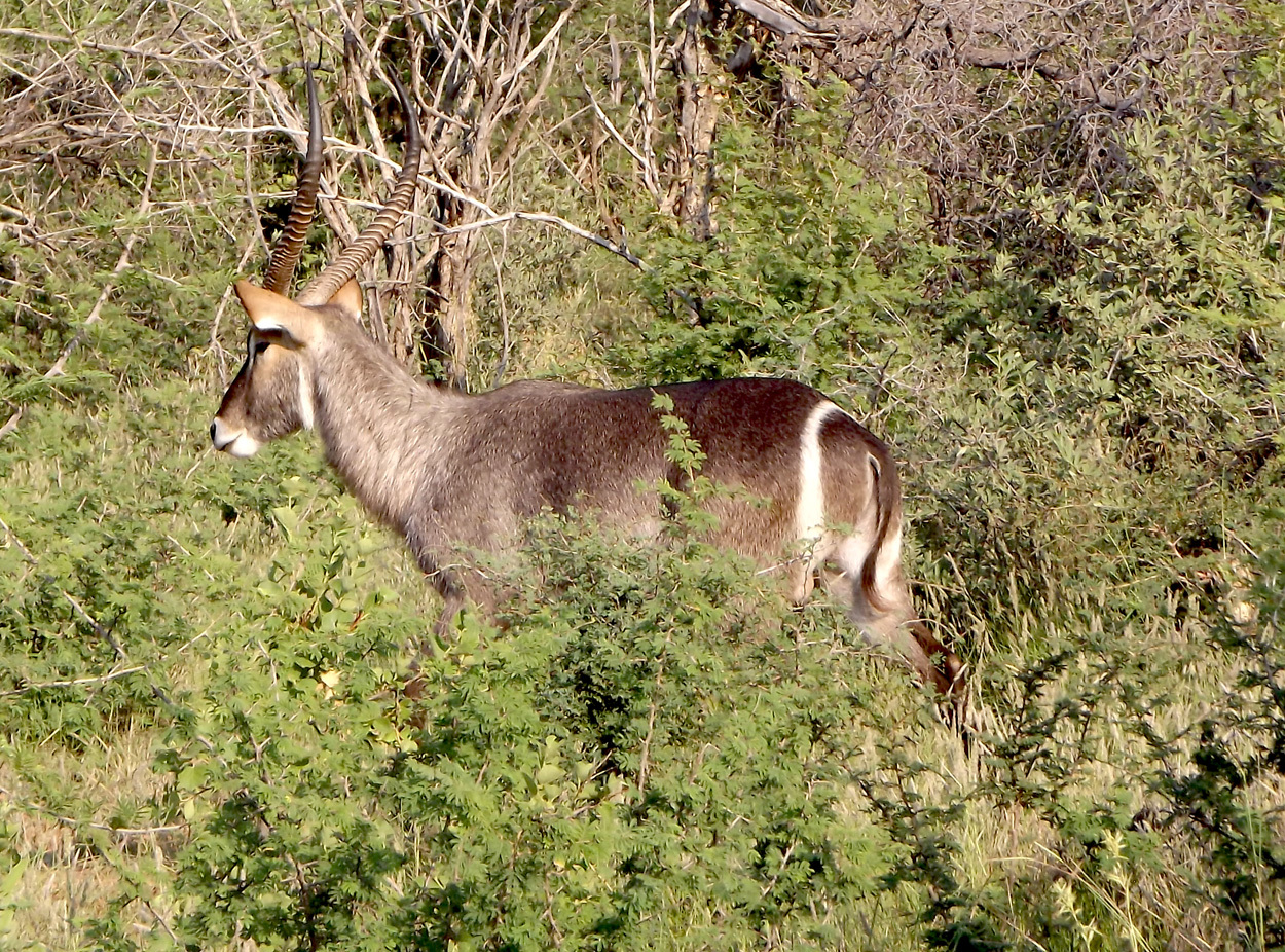 Image of Ellipsen Waterbuck