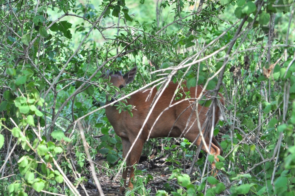 Image of Natal Duiker