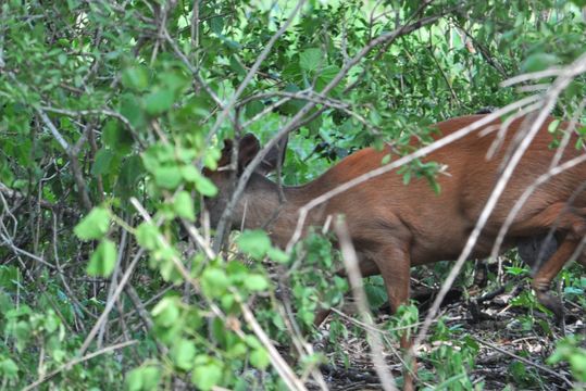 Image of Natal Duiker