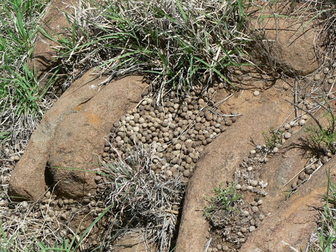 Image of Smith's Red Rock Hare