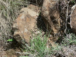 Image of Smith's Red Rock Hare