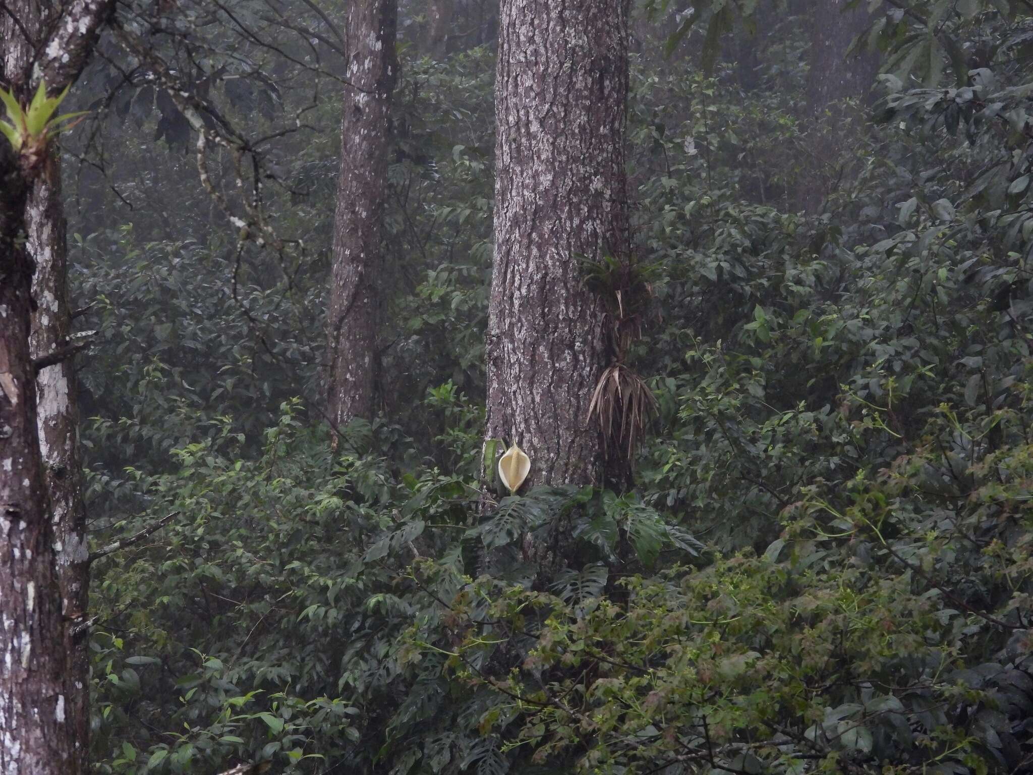 Image of Monstera siltepecana Matuda