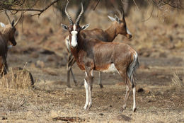 Image of Blesbok