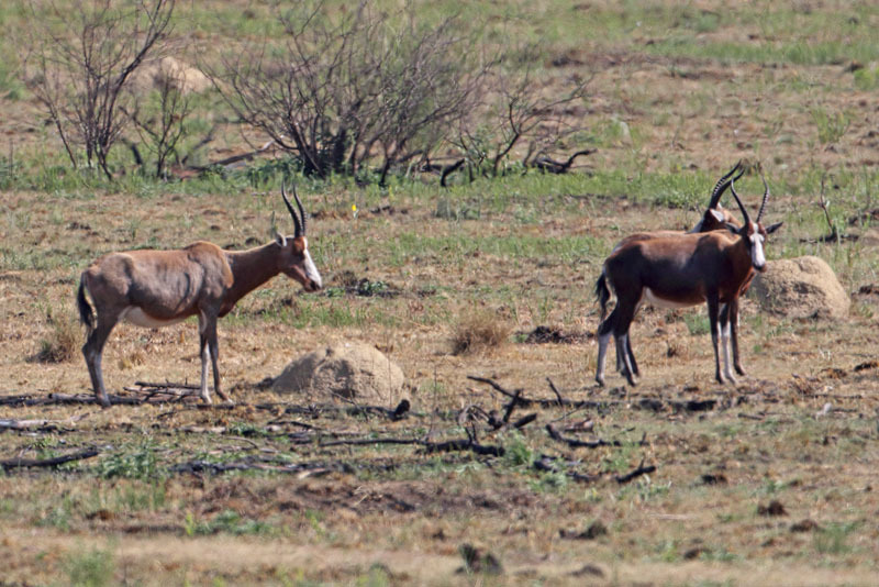 Image of Blesbok