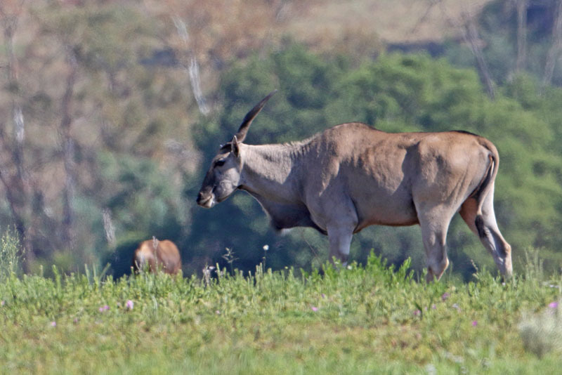 Image of Eland