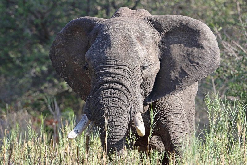 Image of African bush elephant