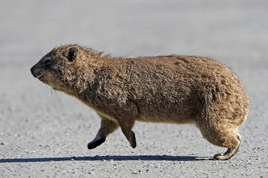 Image of Rock Hyrax