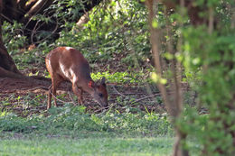 Image of Natal Duiker