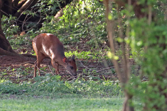 Image of Natal Duiker