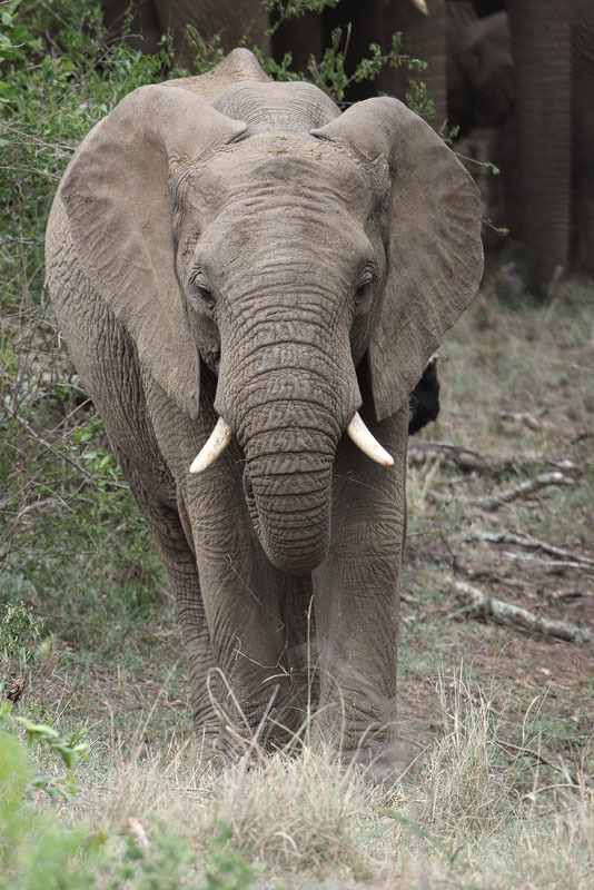 Image of African bush elephant