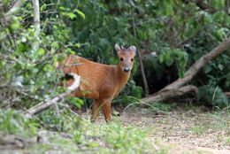 Image of Natal Duiker