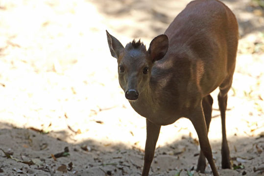 Image of Natal Duiker