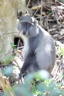 Image of Samango Monkey