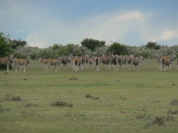 Image of Eland